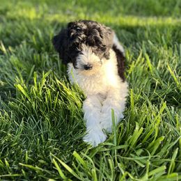 Purple Collar Girl - Black and white Bernedoodle puppy in Phoenix, Arizona from Sunshine Pups