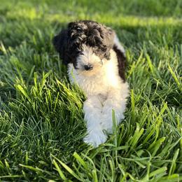 Purple Collar Girl - Black and white Bernedoodle puppy in Phoenix, Arizona from Sunshine Pups