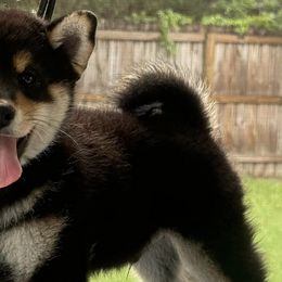 Shiba Inu from Huntley’s Champion Shibas