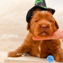 Courier - Red male Australian Labradoodle puppy in Redding, California from Shasta Royal Monroe Puppies