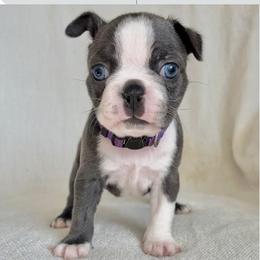 Diamond - Blue female Boston Terrier puppy in West Jefferson, Ohio from Kline Kennels