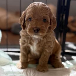Penny - Red female Cockapoo puppy in Colorado Springs, Colorado from Garrett Doodles