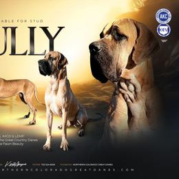 Sully - Great Dane