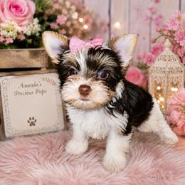 Mia - Chocolate, tan and white female Yorkshire Terrier puppy in Wartburg, Tennessee from Amanda's Precious Pups