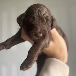 Heath - Chocolate female Goldendoodle puppy in Waterford, California from Alvdoodles