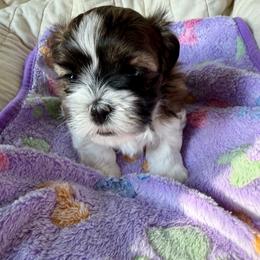 Coco - Brown and white female Shichon puppy in Bushnell, Florida from Diamond Belle Puppies, LLC