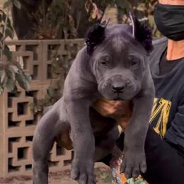 GreyMale 1 - Gray male Cane Corso puppy in California from Donato Kennels