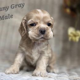 Brittany grey male - Buff male Cocker Spaniel puppy in Bonsall, California from CuttinBlue Farms