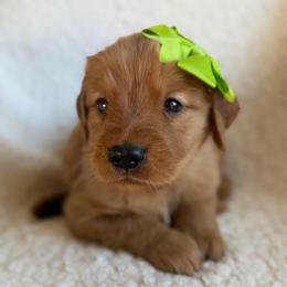 Nutmeg - Girl - Dark golden female Golden Retriever puppy in La Verne, California from 4LoveofGoldens