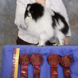 CH Percy - Pomeranian