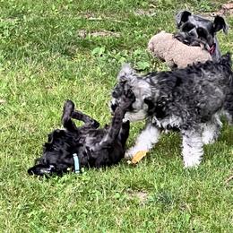 Miniature Schnauzer Puppies from Chantel's Miniature Schnauzers