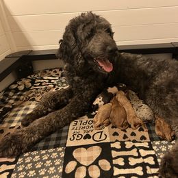 Goldendoodle puppies from Little Bear Doodles