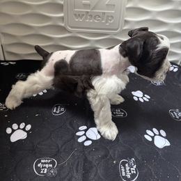 Boy 1 - Parti male Miniature Schnauzer puppy in Decatur, Texas from Virgil Farms