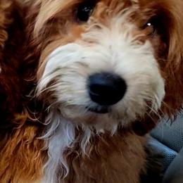 Stella - Goldendoodle