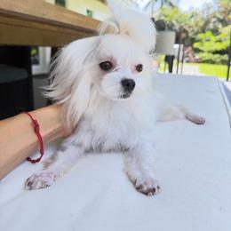 Beny 5500 - White male Maltese puppy in Miami, Florida from Natalias Tiny Puppies