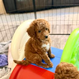 Cavapoo Puppies from Patriot Pups Cavapoos