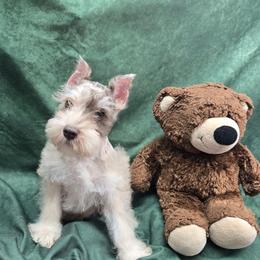 Rhett - Parti male Miniature Schnauzer puppy in Lebanon, Missouri from Sassy's Classy Canines