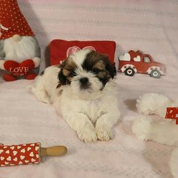Shih Tzu Puppies from Cindy Hampton