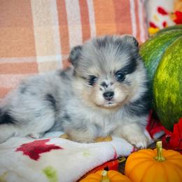 Paloma - Merle female Pomsky puppy in Greenville, South Carolina from Thicketty Mountain Pomskies