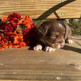 Red Tri (Star) - Red tri female Toy Australian Shepherd puppy in Hillsboro, Illinois from Shoal Creek Puppies