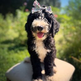 Marcie - Black and white female Sheepadoodle puppy in Danville, Indiana from Marley’s Doodle Ranch
