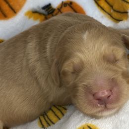 Boy 1 - Goldendoodle puppy in Gainesville, Florida from Honeydoodles