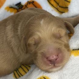 Boy 1 - Goldendoodle puppy in Gainesville, Florida from Honeydoodles