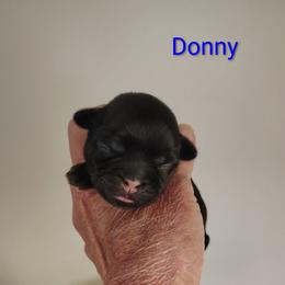 Donny - Red male Shih Tzu puppy in Palmyra, New York from Karen's Tzus of Palmyra-Macedon