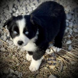 Tennessee - male Miniature Australian Shepherd puppy in El Dorado Springs, Missouri from HP Aussie Kennels