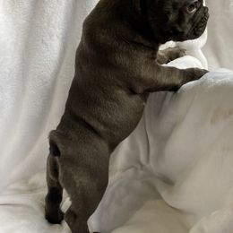 Girl 1 - White and brindle French Bulldog puppy in New York from Bella Bullies