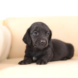 Dachshund Puppies from Tinker Toy Doxies