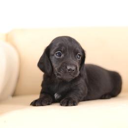 Dachshund Puppies from Tinker Toy Doxies