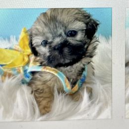 Shih Tzu Puppies from Arizona Sunrise Shih Tzus