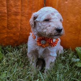 Orange - Cream female Goldendoodle puppy in Trinity, North Carolina from Gallimore Doodles