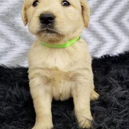 Golden Retriever Puppies from Robbin's Treasures