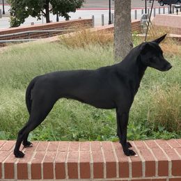 Velvet - Xoloitzcuintli