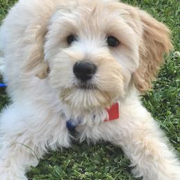 Goldendoodle and Poodle Puppies from Daisey's Doodles Seattle