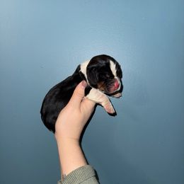 Ron - Black white and brown male Basset Hound puppy in Leroy, Michigan from Iron Sentry Farms