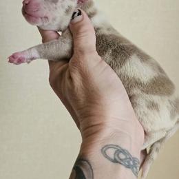 Girl 1 - Blue female American Bully puppy in El Paso, Texas from PaPaws Gotta Love It Kennels