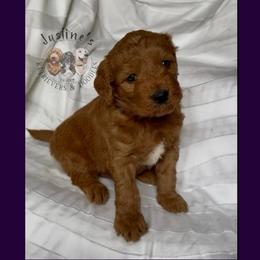 Boy 1 - Apricot male Goldendoodle puppy in Sterling, Connecticut from Justine’s Retrievers and Doodles
