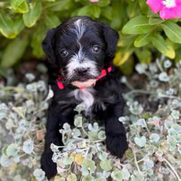 Aurora - Black and white female Sheepadoodle puppy in Wharton, Texas from Little Fur Friends