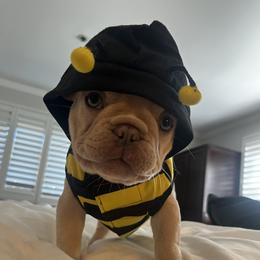 French Bulldog Puppies from Foster Lake Frenchies