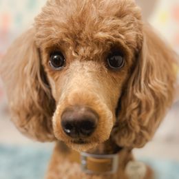 Poodles from Tess Church-Nystrom