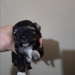 Tye - Black & white male Maltipoo puppy in Sedro Woolley, Washington from Absher Ranch
