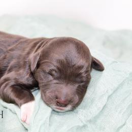 Boy 3 - Brown and white male Portuguese Water Dog puppy in Asheville, North Carolina from Top Notch Portuguese Water Dogs