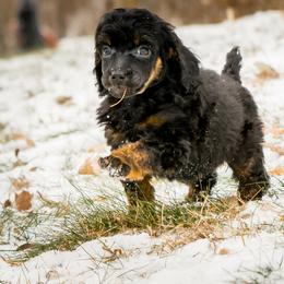 Labradoodle and Poodle Puppies from Grace Kennel