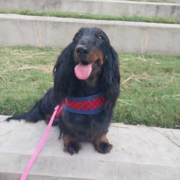 Betty - Dachshund