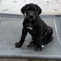 Bruce - Black male Great Dane puppy in Ottumwa, Iowa from Robin's Great Danes