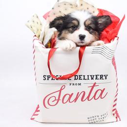 Riven - Black and tan male Pembroke Welsh Corgi puppy in San Antonio, Texas from Moxxi's Legacy Corgis