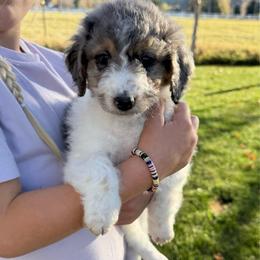 Sugar - Blue merle female Aussiedoodle puppy in Heber City, Utah from Junipersdoodles